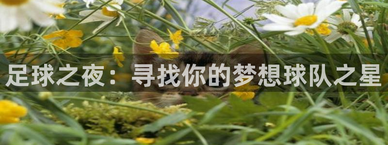 辉达娱乐网页登录入口：足球之夜：寻找你的梦想球队之星